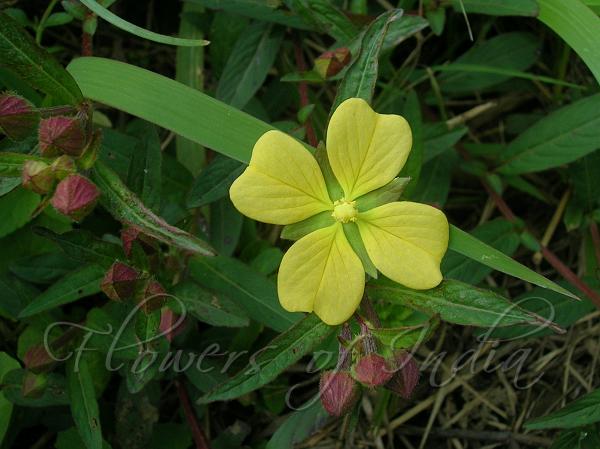 Willow Primrose